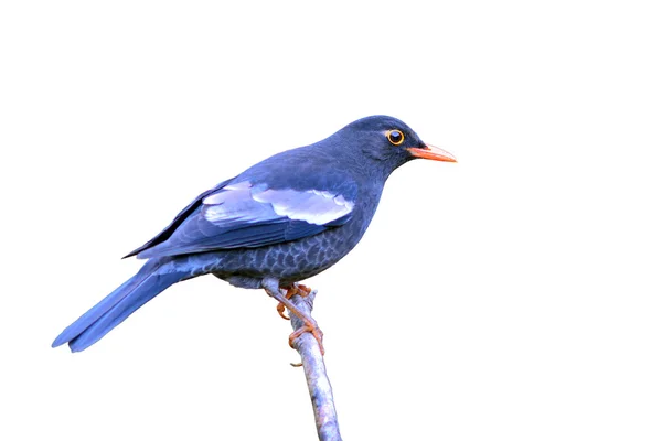 Grå-winged blackbird — Stockfoto