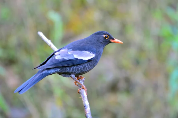 Grey-winged Blackbird — Stock Photo, Image