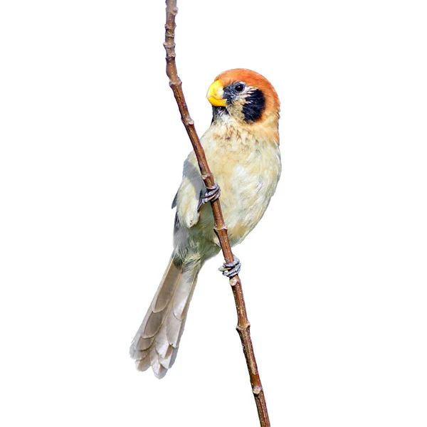 Spot göğüslü parrotbill kuş — Stok fotoğraf