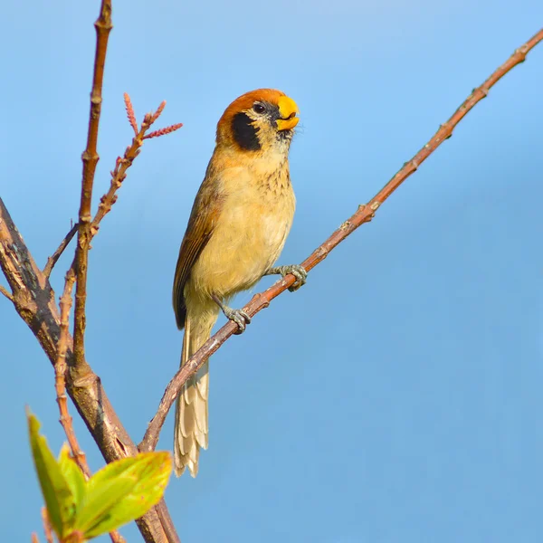 Plek-breasted Diksnavelmezen vogel — Stockfoto