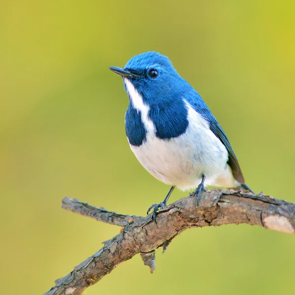 Ultramarin elminia fågel — Stockfoto