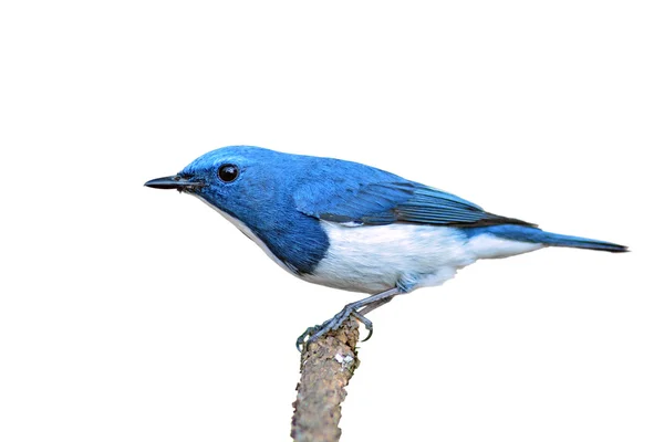 Ultramarine Flycatcher uccello — Foto Stock