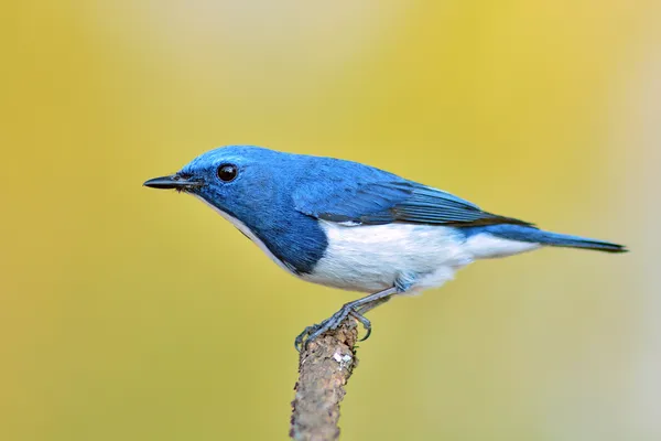 Ultramarine flycatcher pták — Stock fotografie