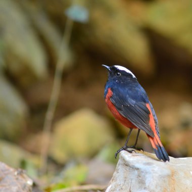 Beyaz şapkalı su kızılkuyruk kuş