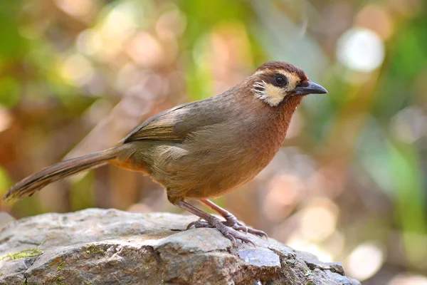 Beyaz kaşlı laughingthrush kuş — Stok fotoğraf