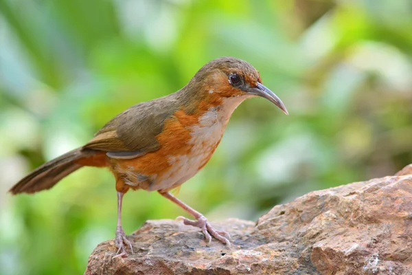 Bruant roux scimitar babbler oiseau — Photo