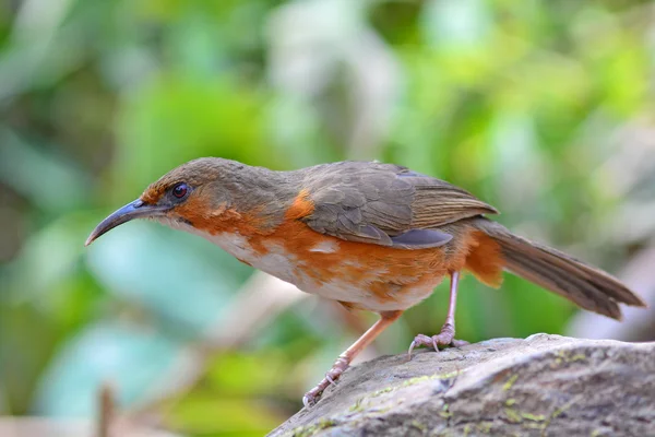 Uccello balbuziente dalle guance arrugginite — Foto Stock
