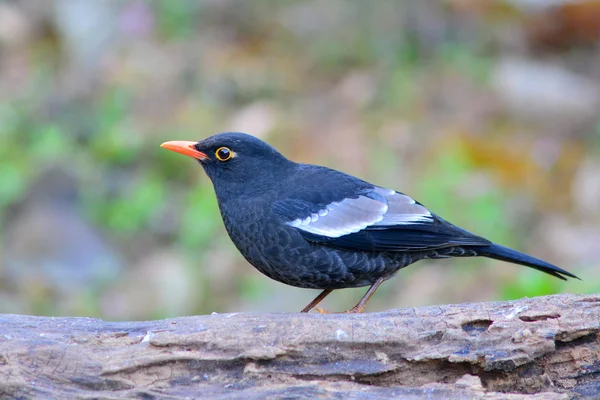 Чернокрылая черная птица — стоковое фото