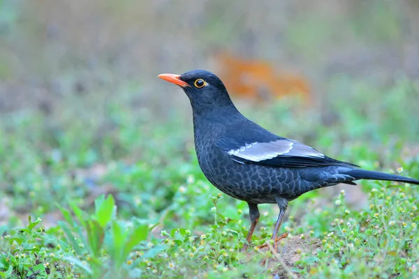 Gri kanatlı karakuş — Stok fotoğraf