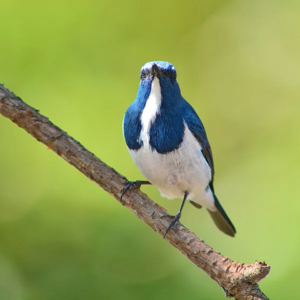 Ultramarine Flycatcher bird — Stock Photo, Image