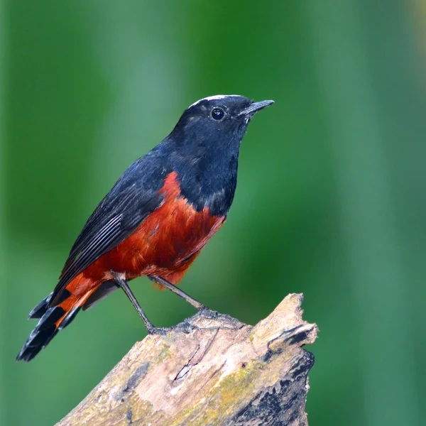 White-capped vatten rödstjärt fågel — Stockfoto