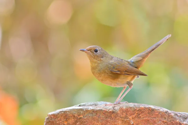 Uccello dal ventre bianco Redstart — Foto Stock