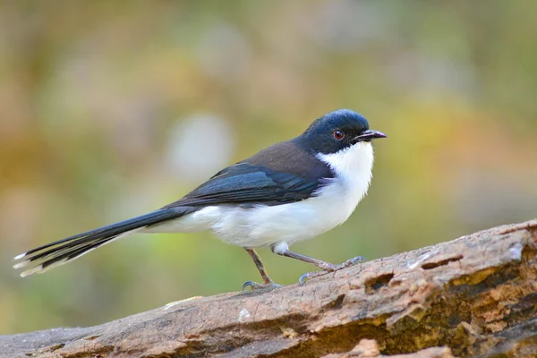 Oiseau Sibia à dos foncé — Photo