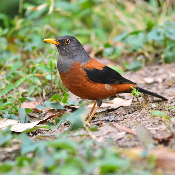 Kastaniendrossel — Stockfoto