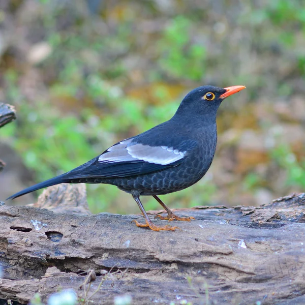 Grijs-gevleugelde blackbird — Stockfoto