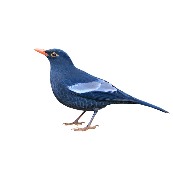 Grå-winged blackbird — Stockfoto