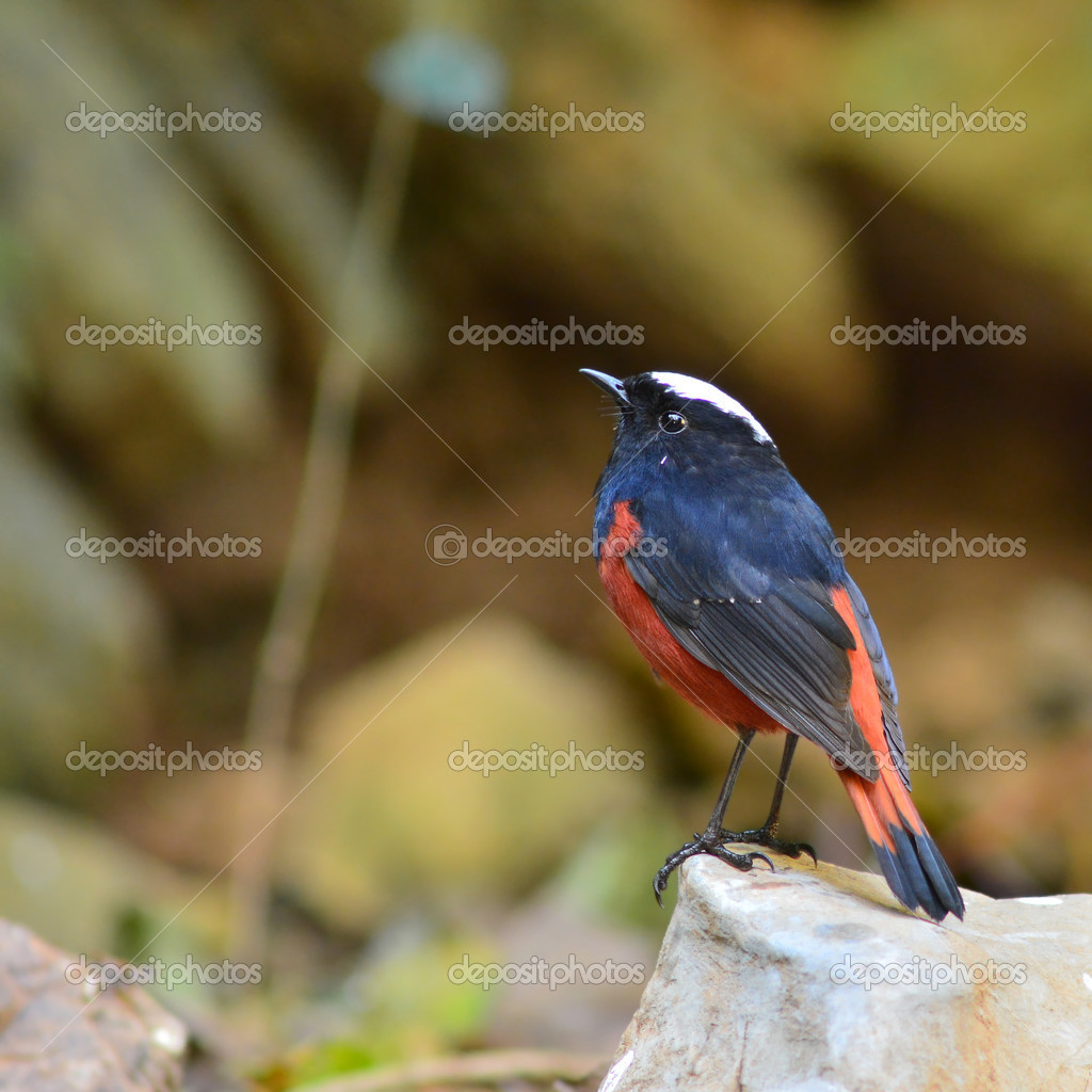 Couvercle Blanc Oiseau De Rouge Queue De Leau