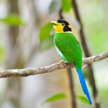 uzun - kuyruklu kılıç kuşlar