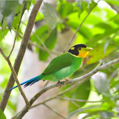 uzun - kuyruklu kılıç kuşlar