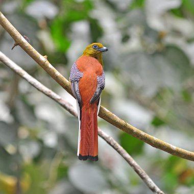portakal göğüslü trogon kuşlar