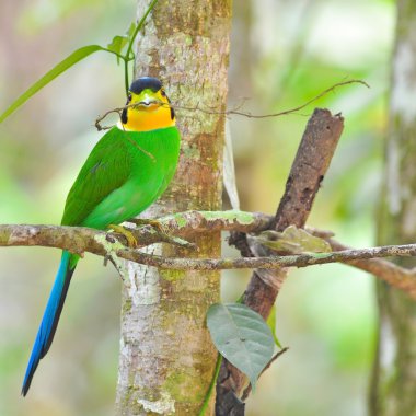 uzun - kuyruklu kılıç kuşlar