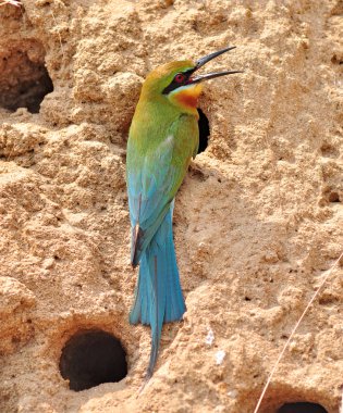Mavi kuyruklu arı kuşugiller kuş