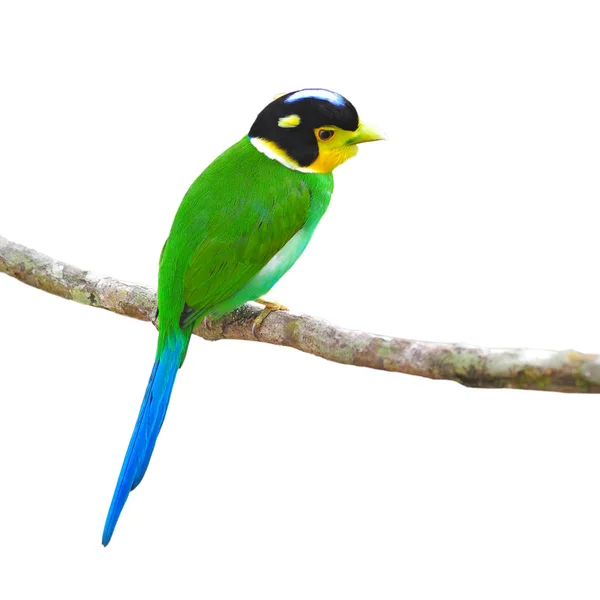 Long - ουρά broadbill πουλιά — Φωτογραφία Αρχείου