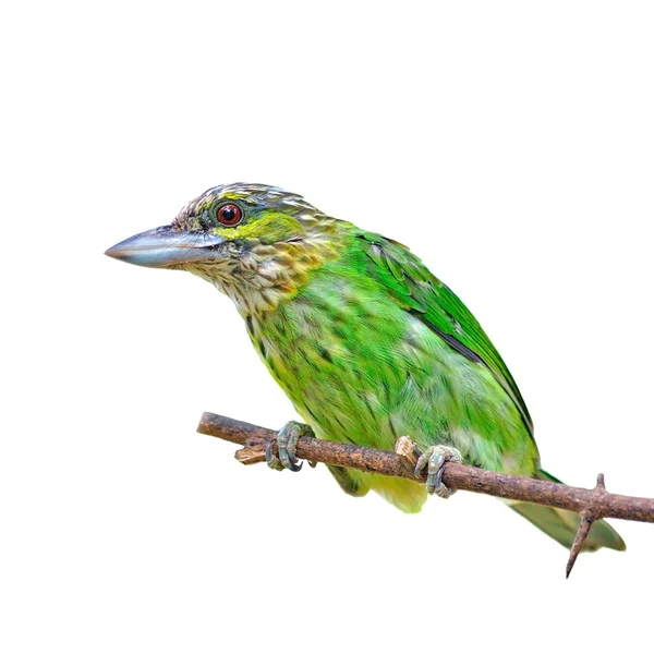 Pássaro Barbet de orelhas verdes — Fotografia de Stock