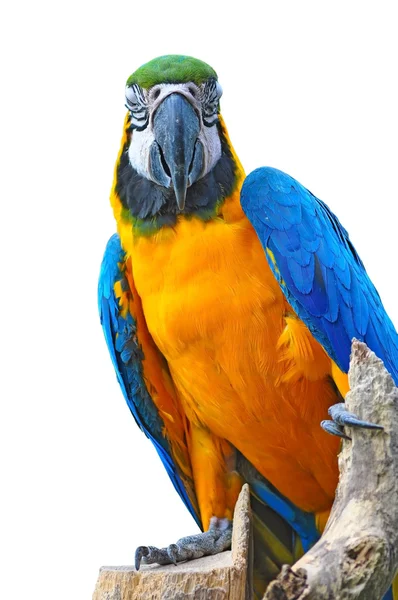 Papagaio colorido — Fotografia de Stock