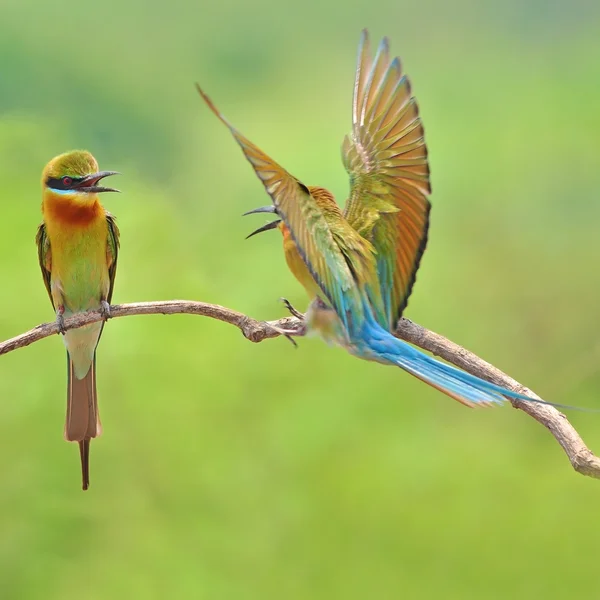 Bee-Eater pták — Stock fotografie