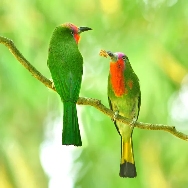 Rudovousý bee-eater pták — Stock fotografie