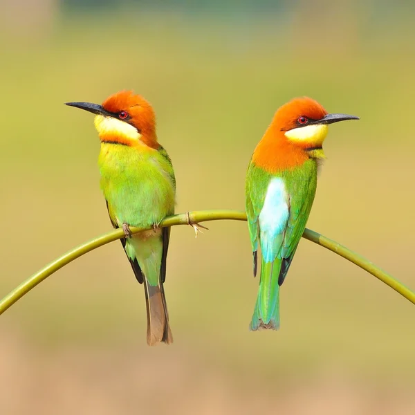 Abeja comedora pájaro —  Fotos de Stock