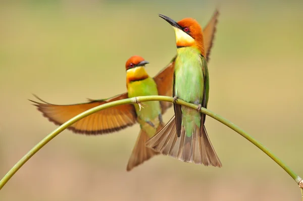 Arı yiyen kuş — Stok fotoğraf