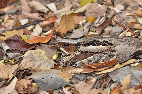 Nightjar uccello dalla coda grande — Foto Stock