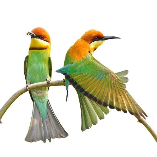 Bee eater ptak — Zdjęcie stockowe