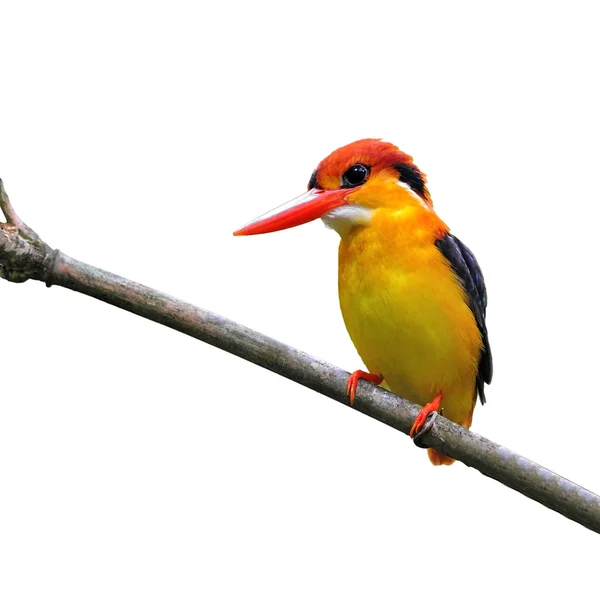 Kingfisher — Stok fotoğraf