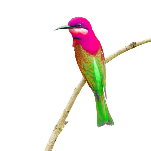 Bee eater fågel — Stockfoto