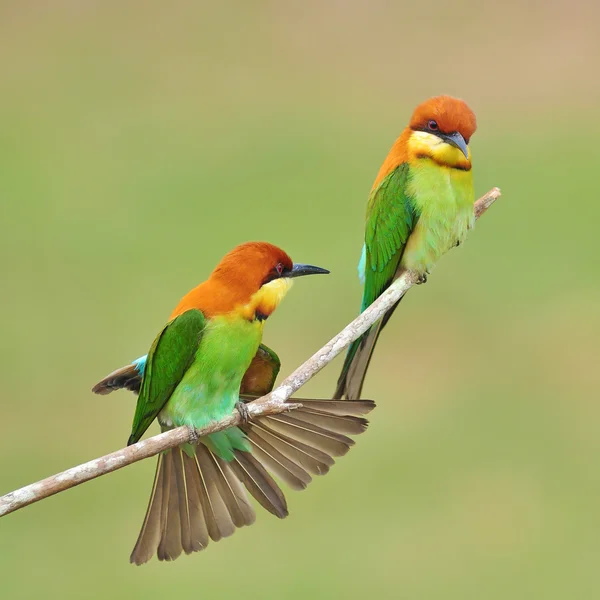 Casal de pássaro comedor de abelhas — Fotografia de Stock