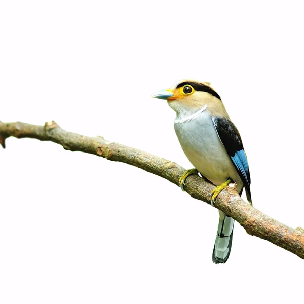シルバー ブレスト ヒロハシ科の鳥 — ストック写真