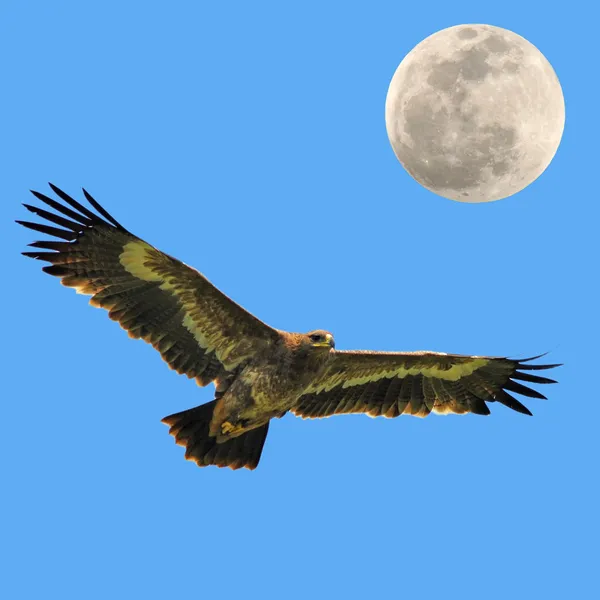 Steppe eagle vogel — Stockfoto