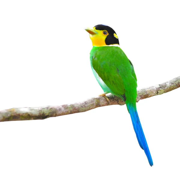 Long - tailed Broadbill Birds — Stock Photo, Image