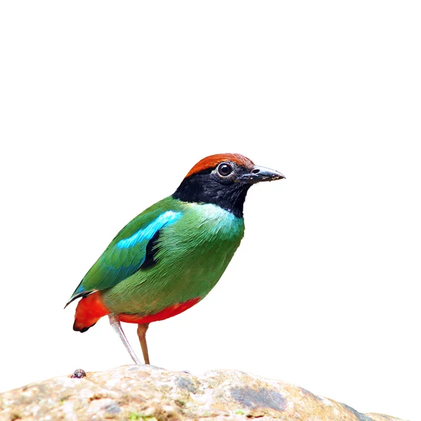 Kukuletalı pide kuş — Stok fotoğraf