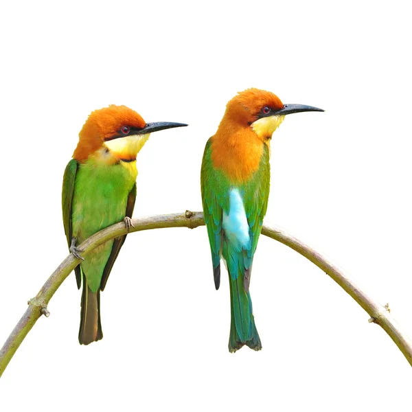 Para ptaków bee eater — Zdjęcie stockowe