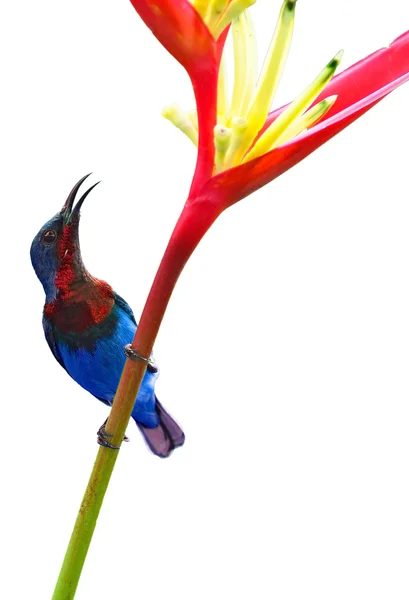 Sunbird and flower — Stock Photo, Image