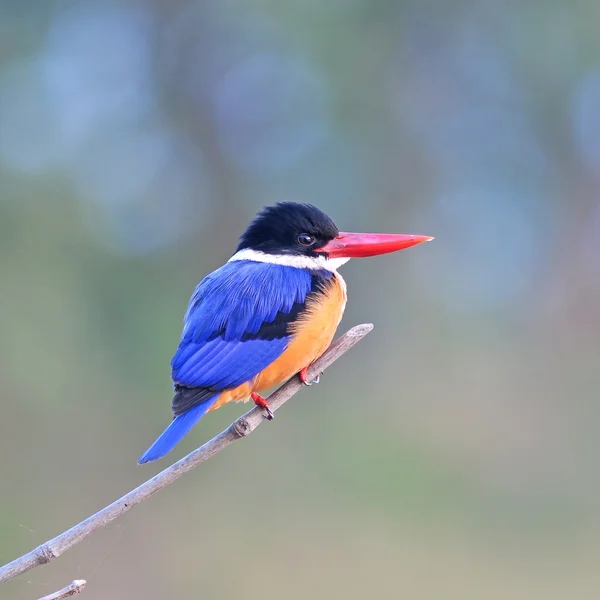 Kingfisher preto-tampado — Fotografia de Stock