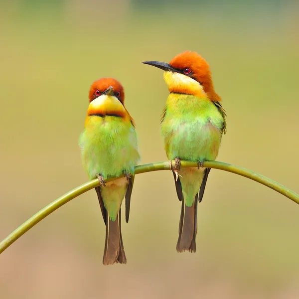 Bee eater Bird — Stock Photo, Image