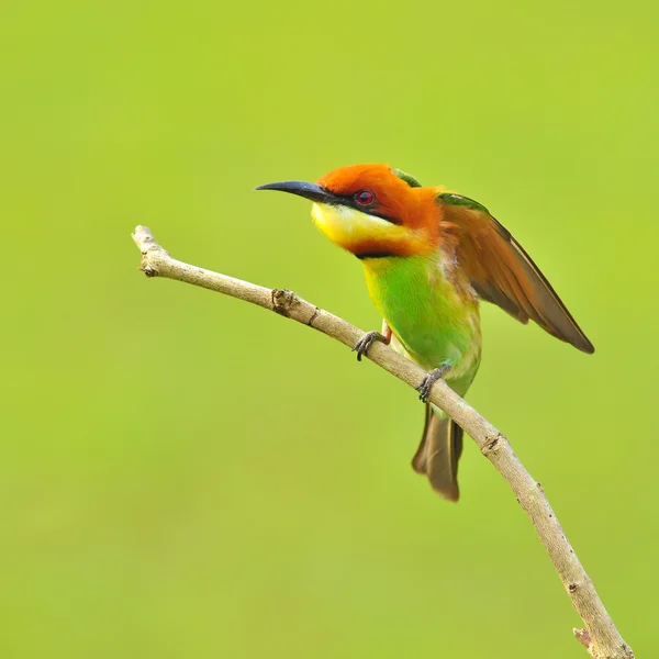 Uccello mangiatore di api — Foto Stock