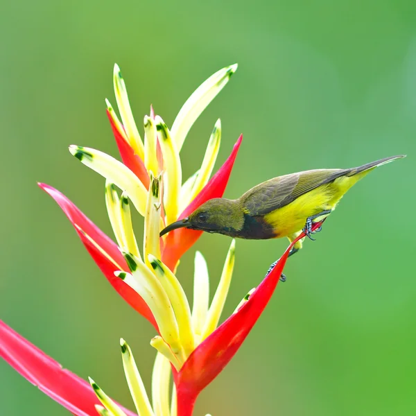 Vackra sunbird — Stockfoto