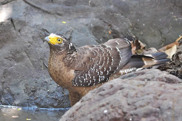 Crested serpent eagle bird — Stock Photo, Image