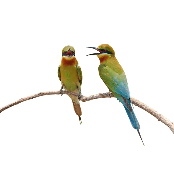 Bee-Eater pták — Stock fotografie